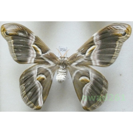 Samia cynthia (Drury, 1773) female ex. ovo China 107mm35k
